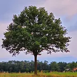 Ferienbauernhof De Slaaphoeve Alojamento de Turismo Rural *
