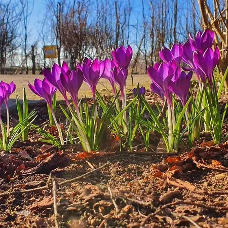 Ferienbauernhof De Slaaphoeve Bauernhof